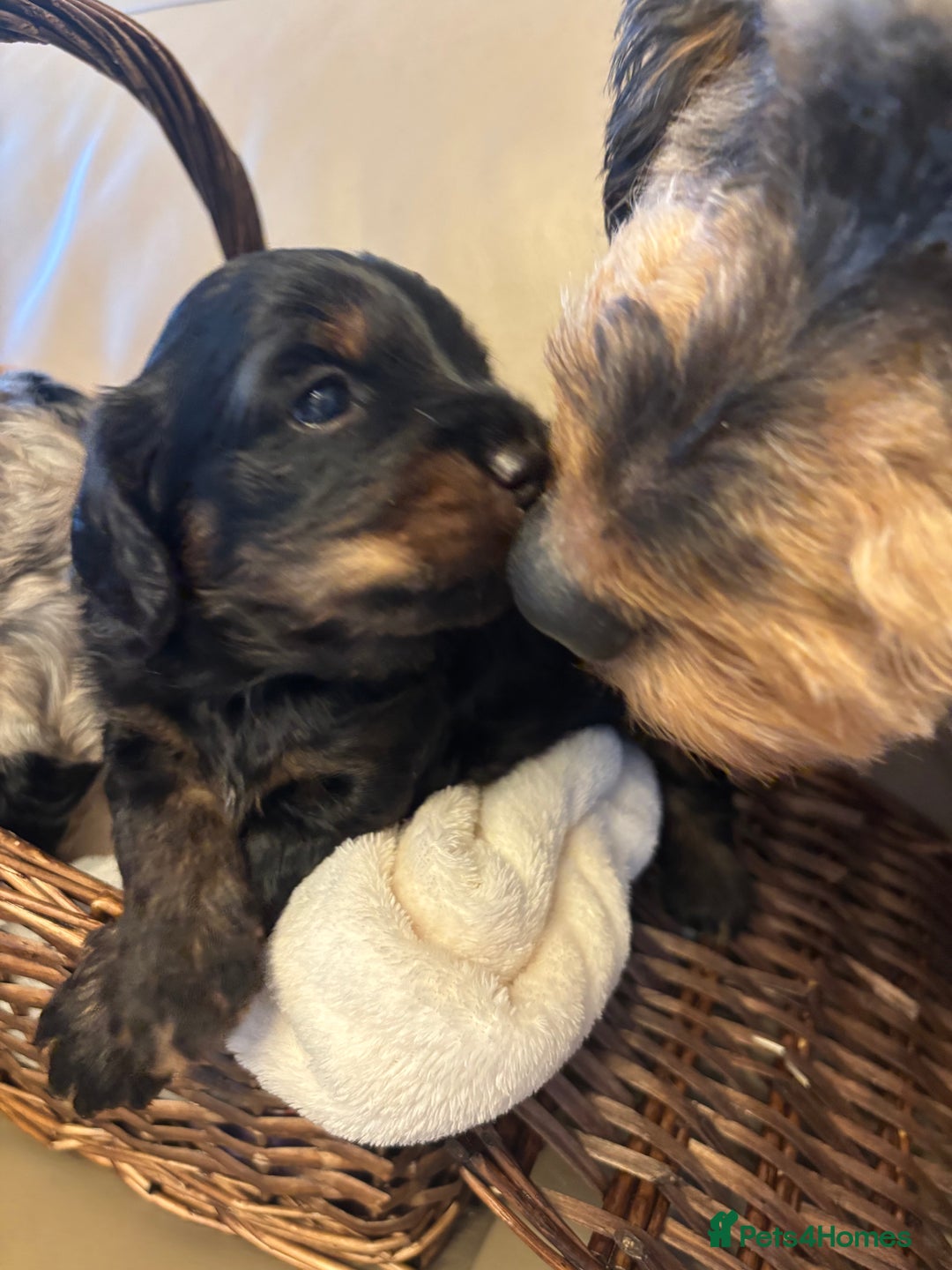 Cockapoo dogs for sale: Cockapoos Ready for New Homes 22nd December - Advert 10