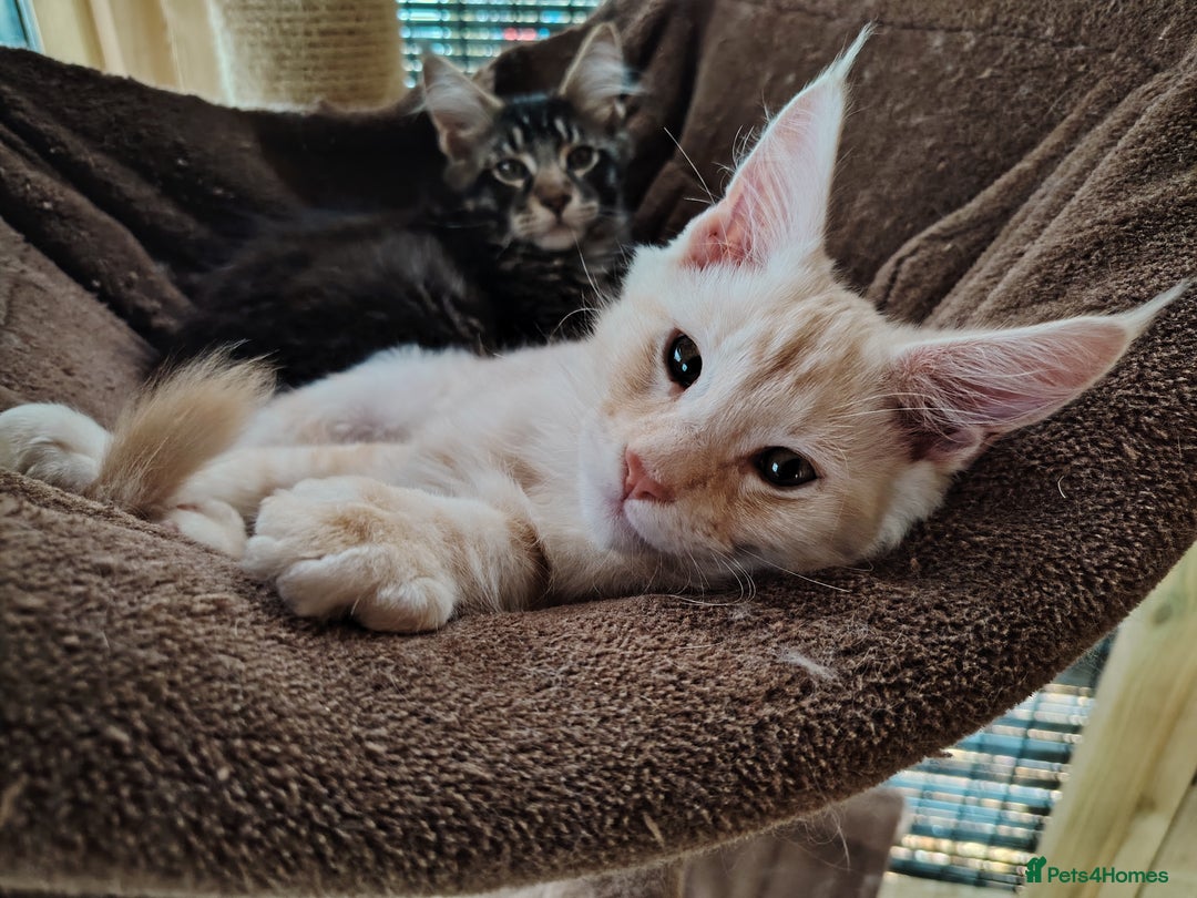 Maine Coon cats for sale:  XL Mainecoon boys. Fun, intelligent, home raised. - Image 34
