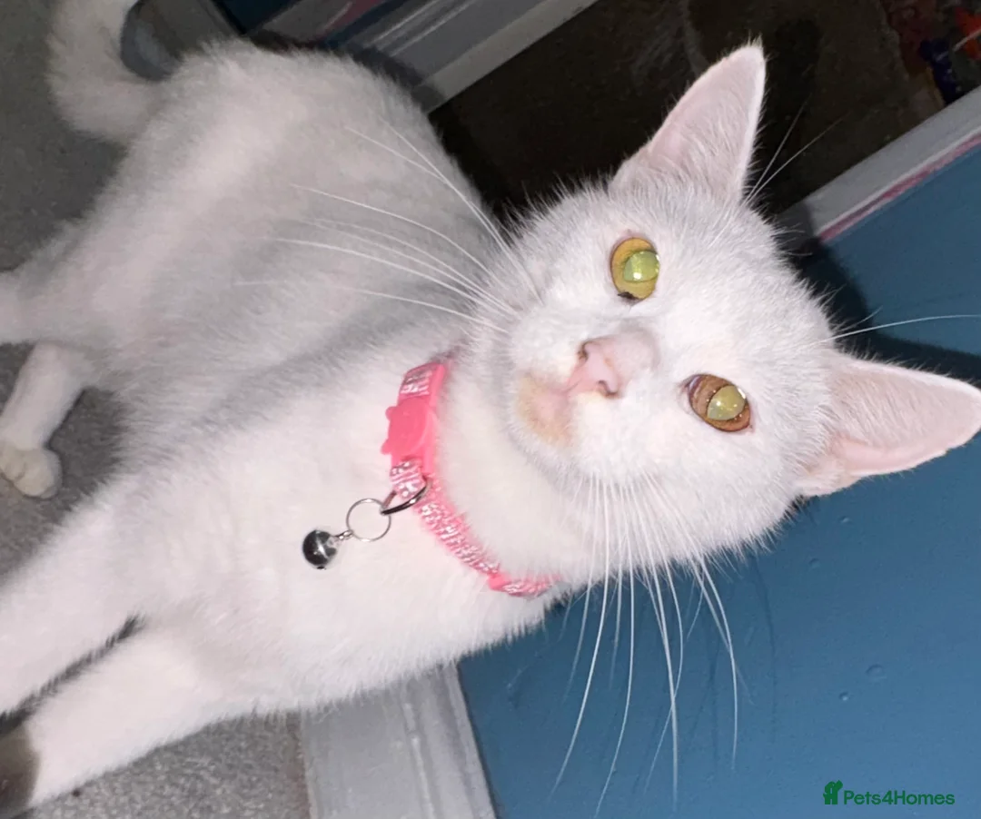 Mixed Breed cats for sale: Pure white female 3 years old FREE - Advert 3