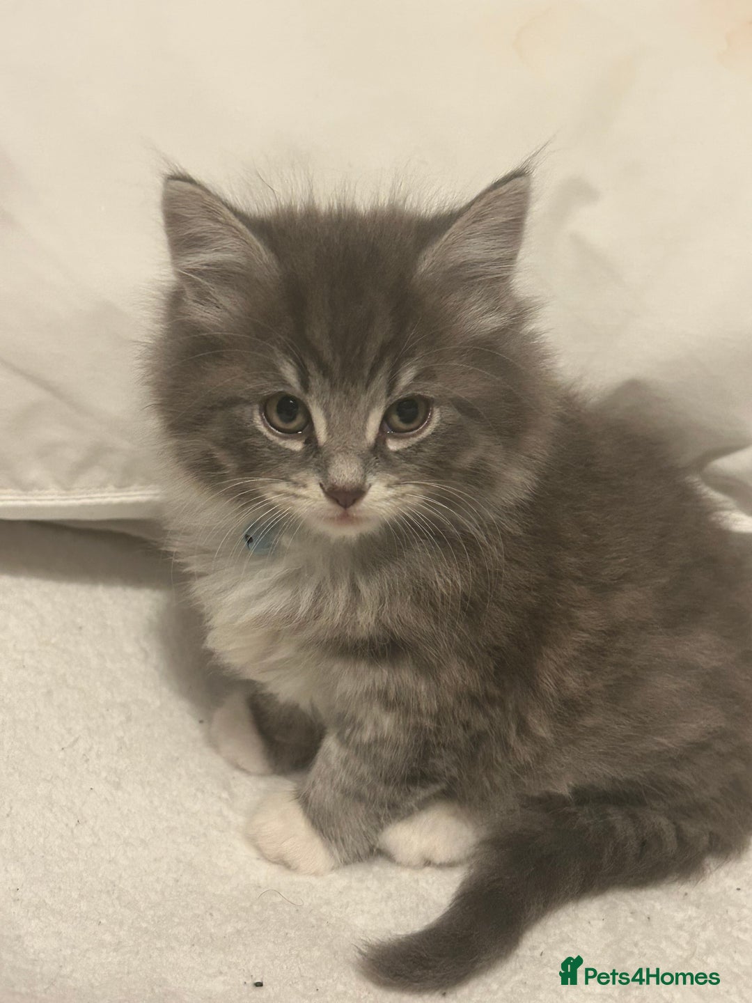 Mixed Breed cats for sale: Mixed breed - Advert 8