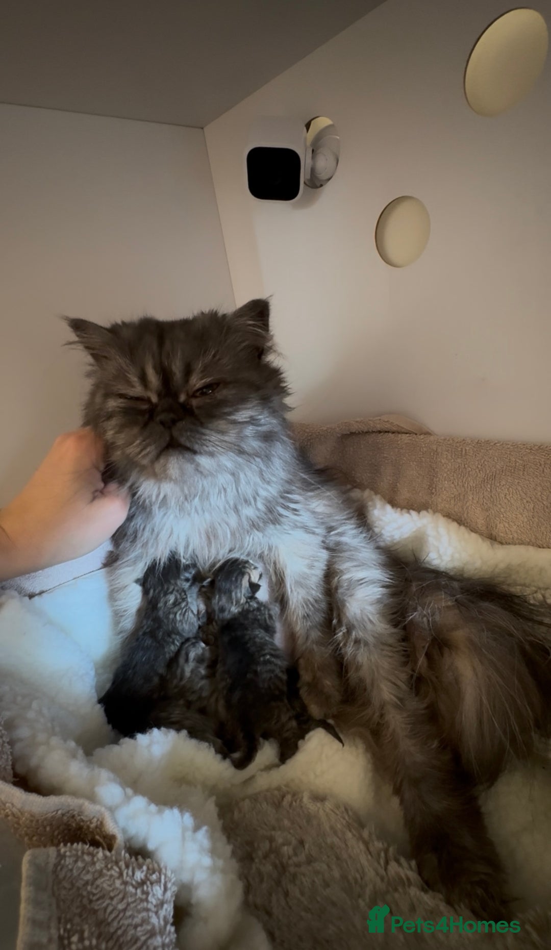 Persian cats for sale: Persian Kittens - 2 Males & 2 Females  - Image 1