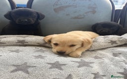 Labrador Retriever dogs for sale: Adorable Labradors - Image 2