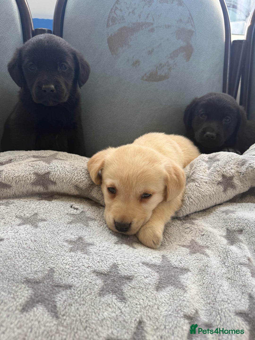 Labrador Retriever dogs for sale: Adorable Labradors - Image 2