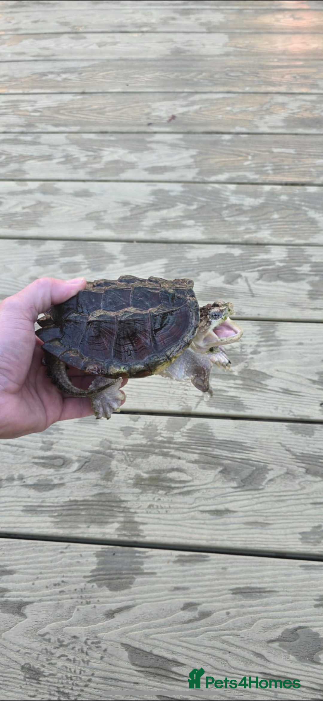 Turtle reptiles for sale: Common snapping turtle  - Image 2