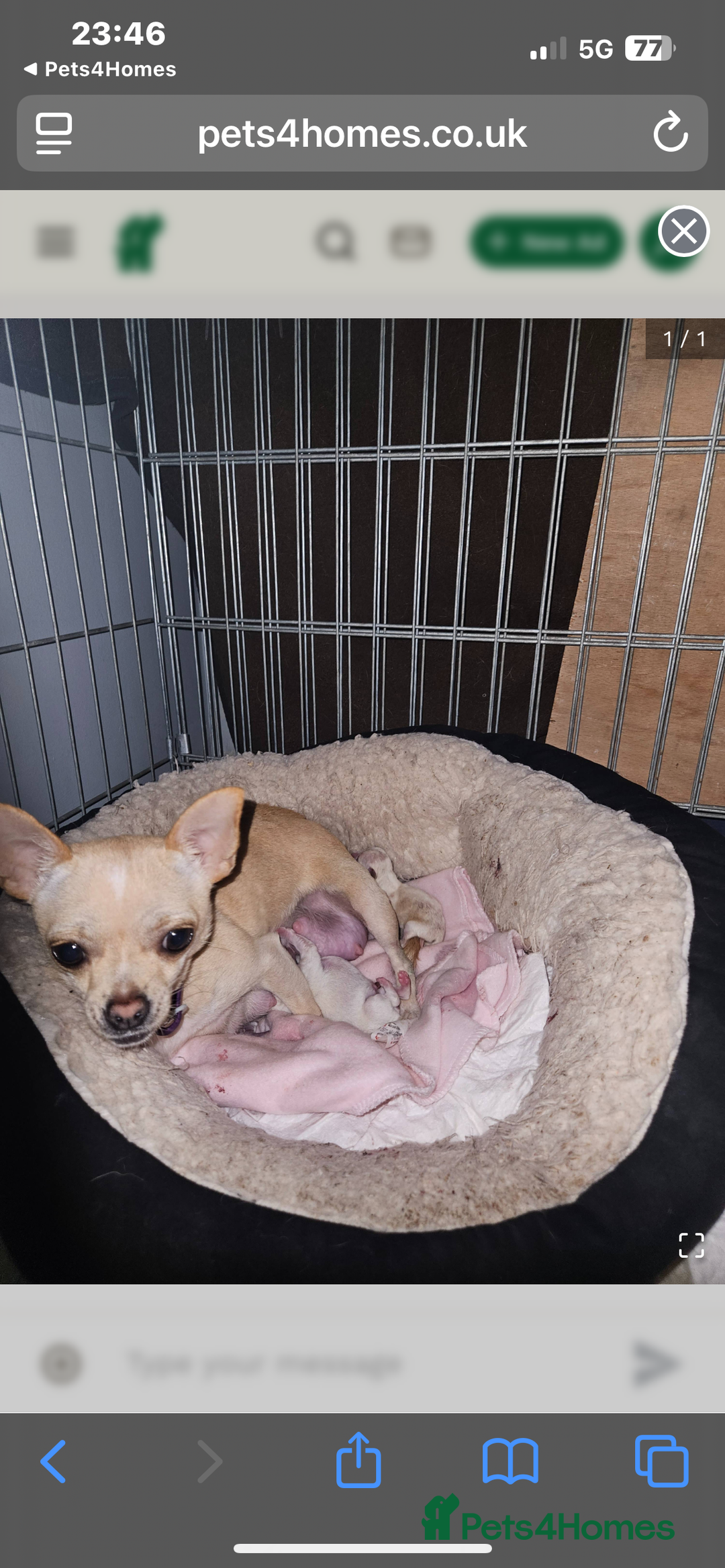 Chihuahua dogs for sale: ‼️Taken pending collection on 13/09‼️chihuahua - Image 6
