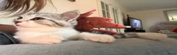 Mixed Breed cats for sale: CUTE KITTENS - Advert 23