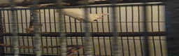 Sugar Glider rodents for sale: leucistic sugar gliders 1x male 1x female plusmore - Advert 3