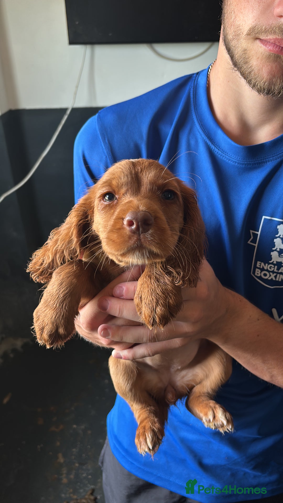 Cocker Spaniel dogs for sale: Ready to leave - Champion bred working cocker pups - Image 14