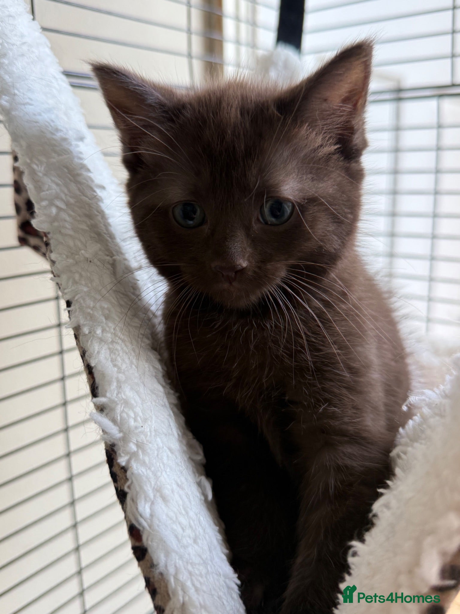 British Shorthair cats Chocolate British short hair kittens - Advert 1
