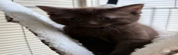 British Shorthair cats for sale: Chocolate British short hair kittens - Advert 1