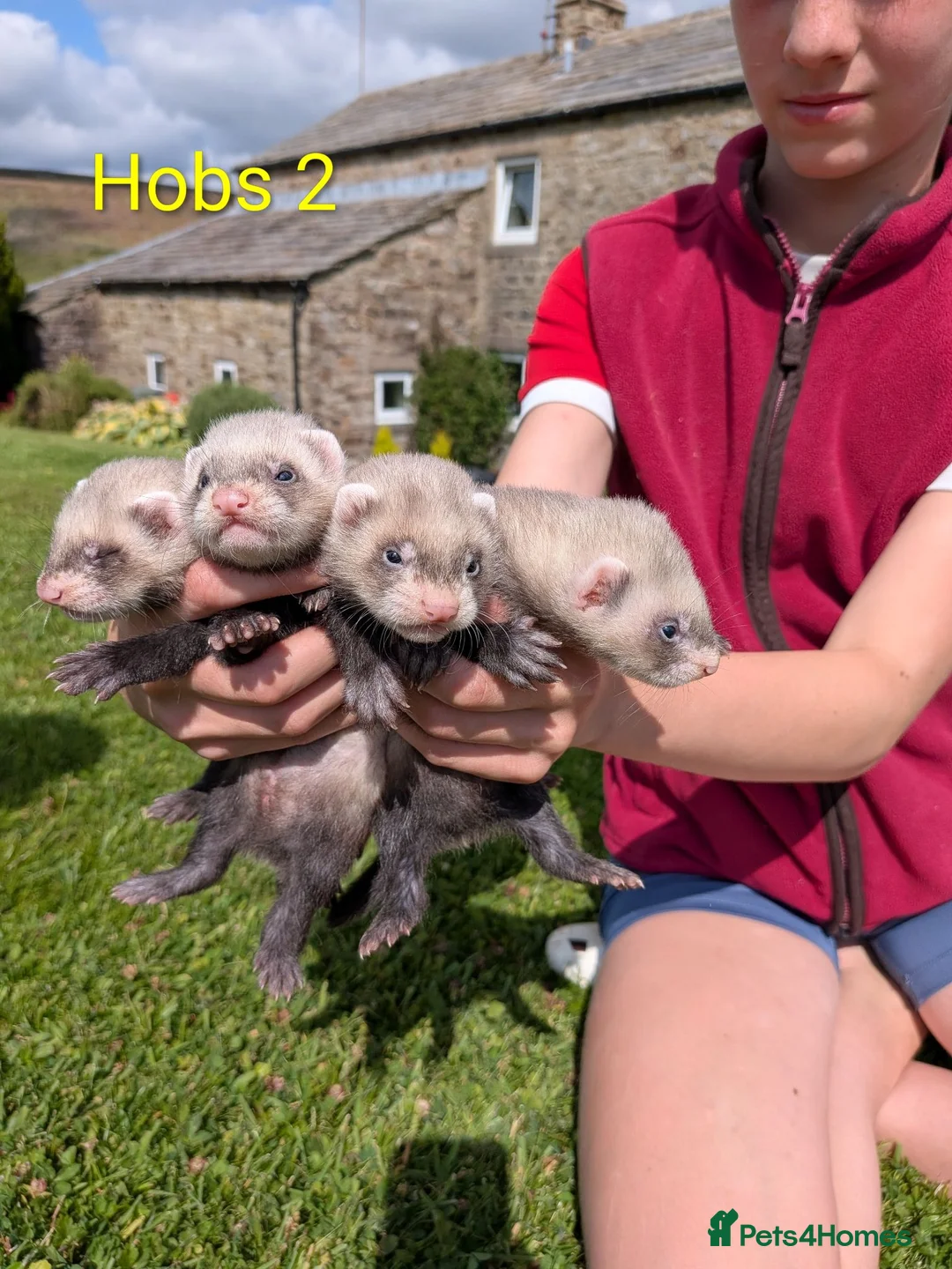 Ferret rodents for sale: Ferret kits for £15❤️ in Bishop Auckland - Advert 1