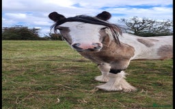 Other Breed horses for sale: Traditional Cob - Image 3