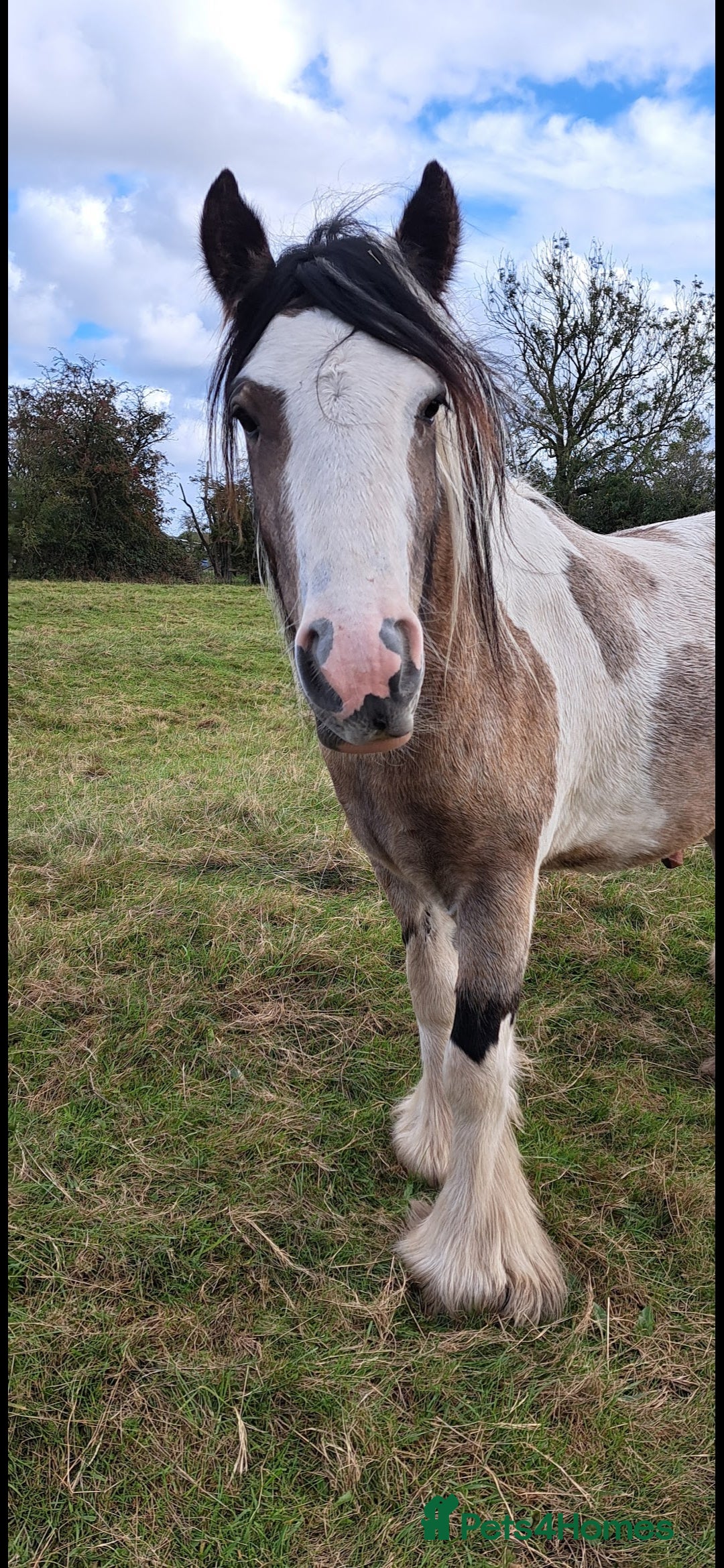 Other Breed horses for sale: Traditional Cob - Image 3
