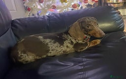 Dachshund dogs for sale: Beautiful Dachshund puppies - Image 11