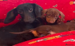 Miniature Dachshund dogs for sale: Miniature Dachshund  - Image 20