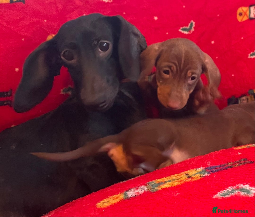 Miniature Dachshund dogs for sale: Miniature Dachshund  - Image 20