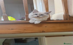 Siberian cats for sale: Siberian < 1 year old - Image 3
