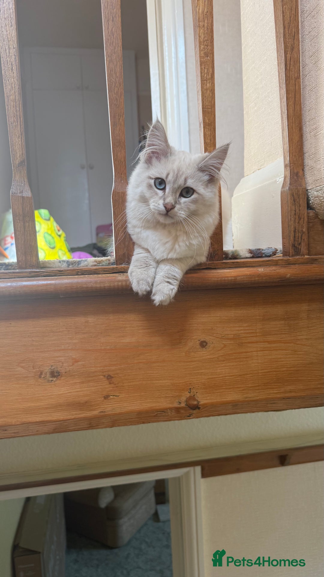 Siberian cats for sale: Siberian < 1 year old - Image 3