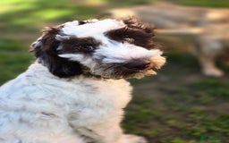 Mixed Breed dogs for sale: Beautiful little girl  - Image 4