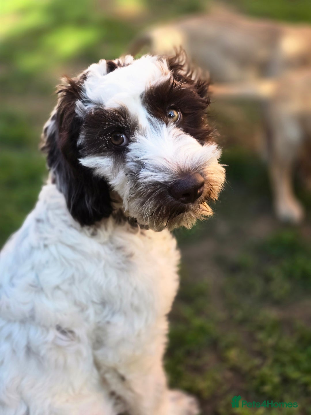 Mixed Breed dogs for sale: Beautiful little girl  - Image 4