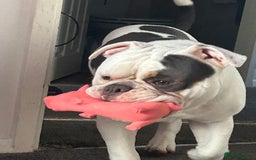 Dorset Olde Tyme Bulldogge dogs for sale: Olde Tyne English Bulldog, 1 year old - Advert 2