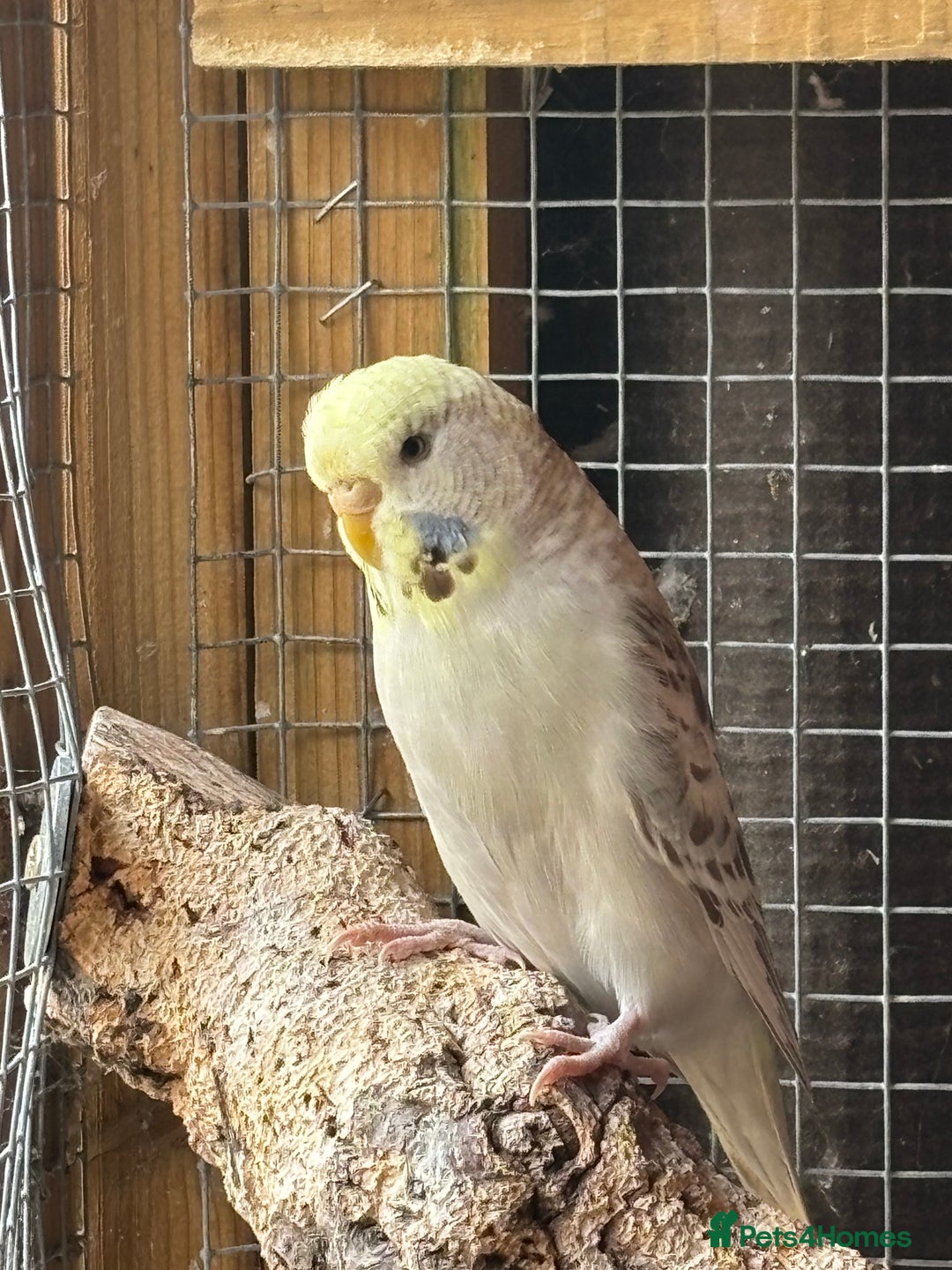 Budgerigars birds for sale: Budgies - Image 5