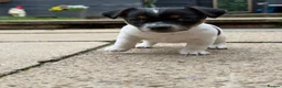 Jack Russell dogs for sale: 3 beautiful Jack Russell girls - Advert 39