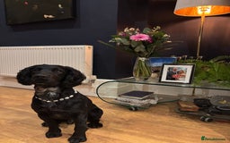 Sprocker dogs for stud: Gorgeous sprocker for stud (free)  - Image 5