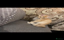 British Shorthair cats for sale: 7 Gorgeous ginger BSHxASH kittens to be rehomed - Image 11