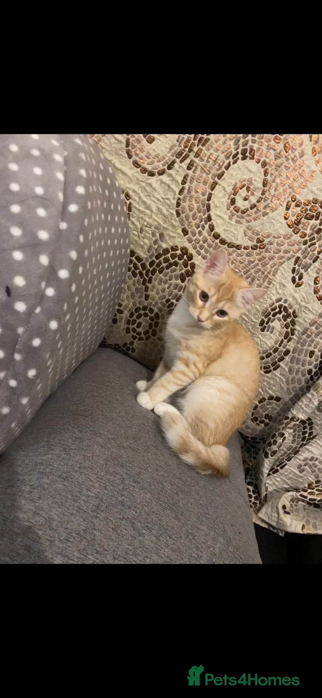 British Shorthair cats for sale: 7 Gorgeous ginger BSHxASH kittens to be rehomed - Image 11