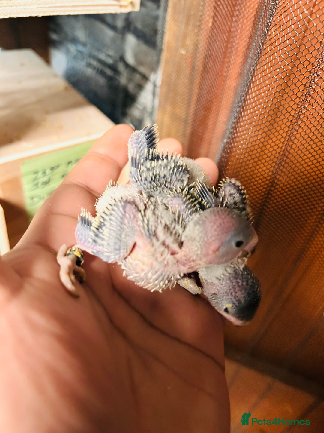 Budgerigars birds for sale: Adorable Handreared  baby budgies  - Advert 8