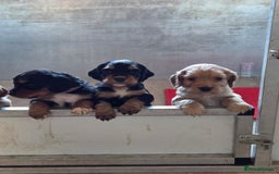 Cocker Spaniel dogs for sale: working cocker spaniels - Advert 7