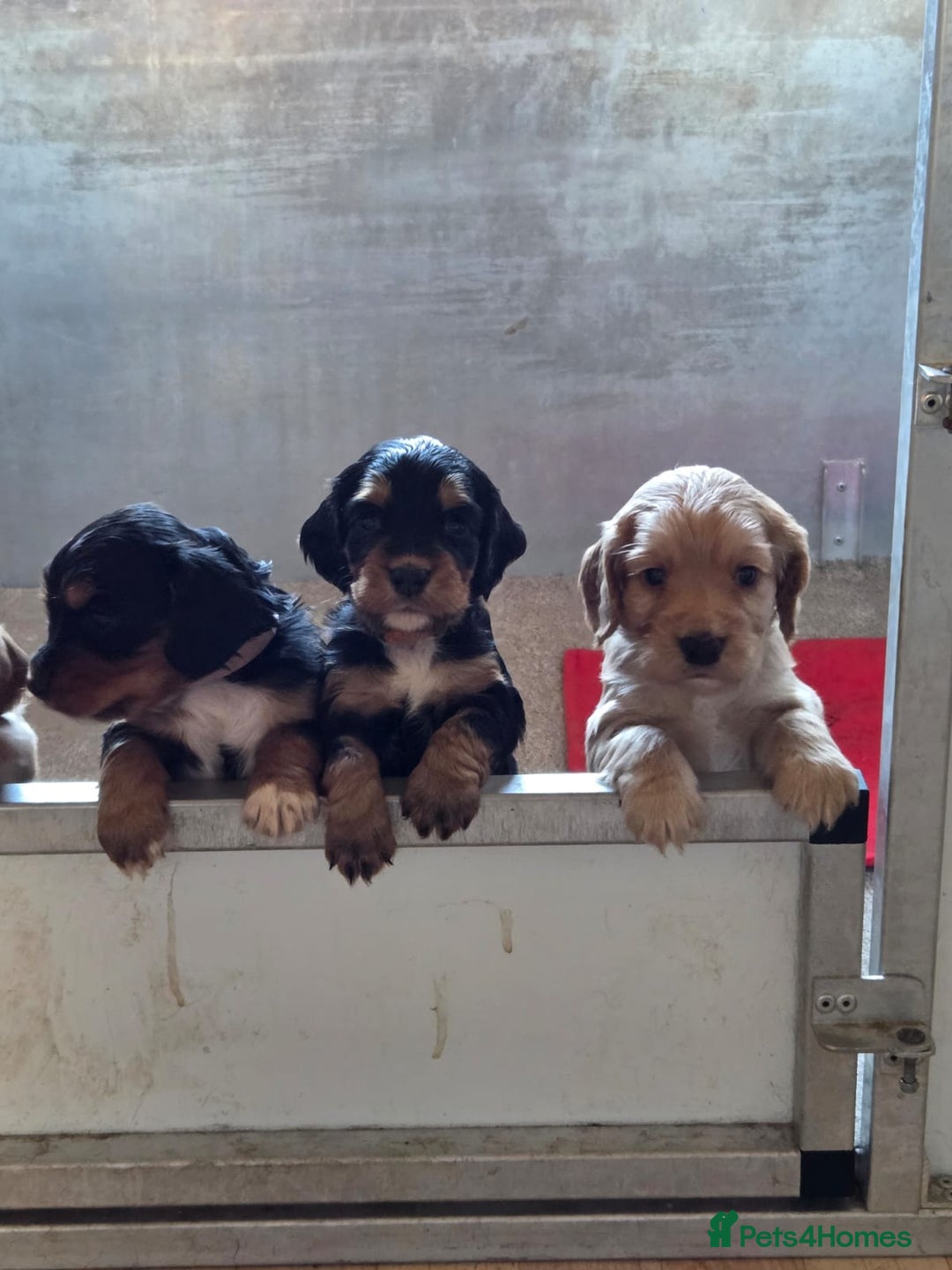 Cocker Spaniel dogs for sale: working cocker spaniels - Advert 7