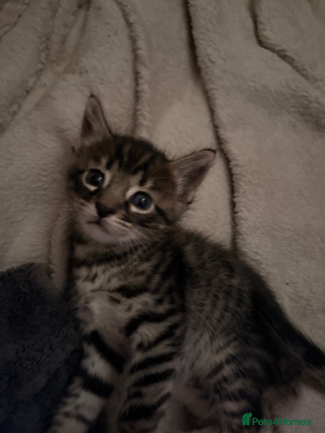 Bengal cats for sale: bengal kittens  - Advert 20