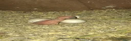 Mixed Breed birds for sale: Breeding pair of Indian ringnecks - Advert 3