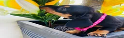 Miniature Dachshund dogs for sale: STUNNING Miniature Dachshund Puppies!!! - Advert 15