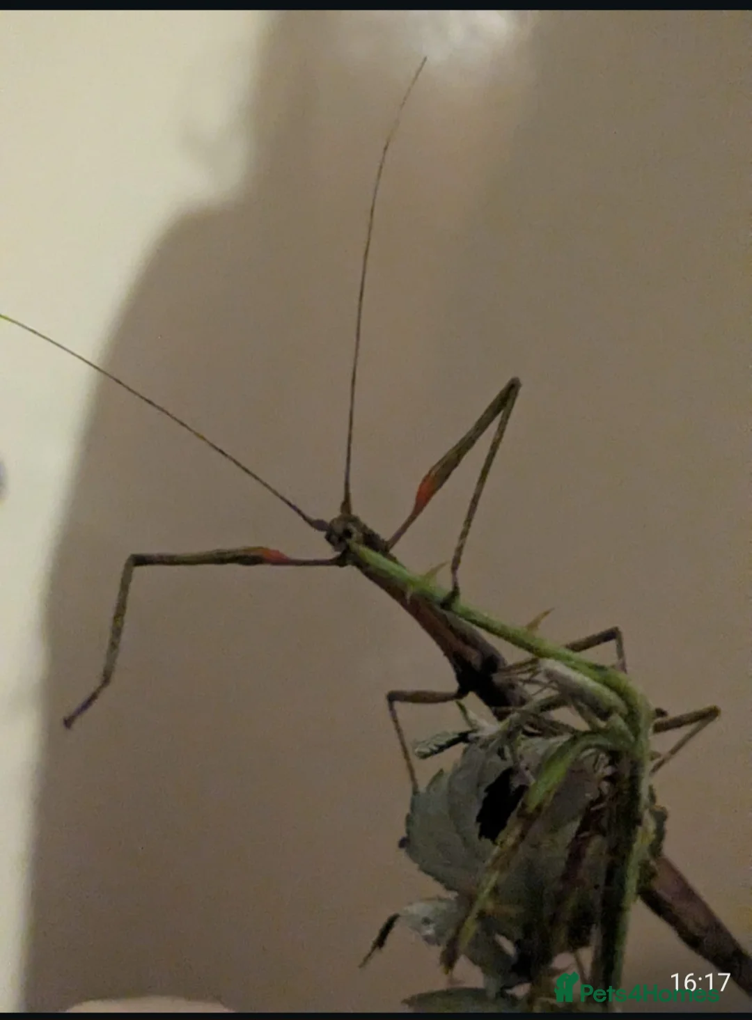 Stick Insects invertebrates for sale: Stick insect eggs - Advert 1