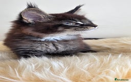 Maine Coon cats for sale: Maine Coon Kittens from Health Tested Parents. - Image 5