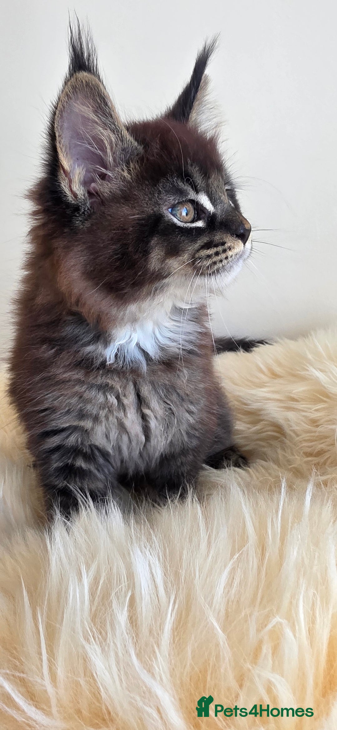 Maine Coon cats for sale: Maine Coon Kittens from Health Tested Parents. - Image 5