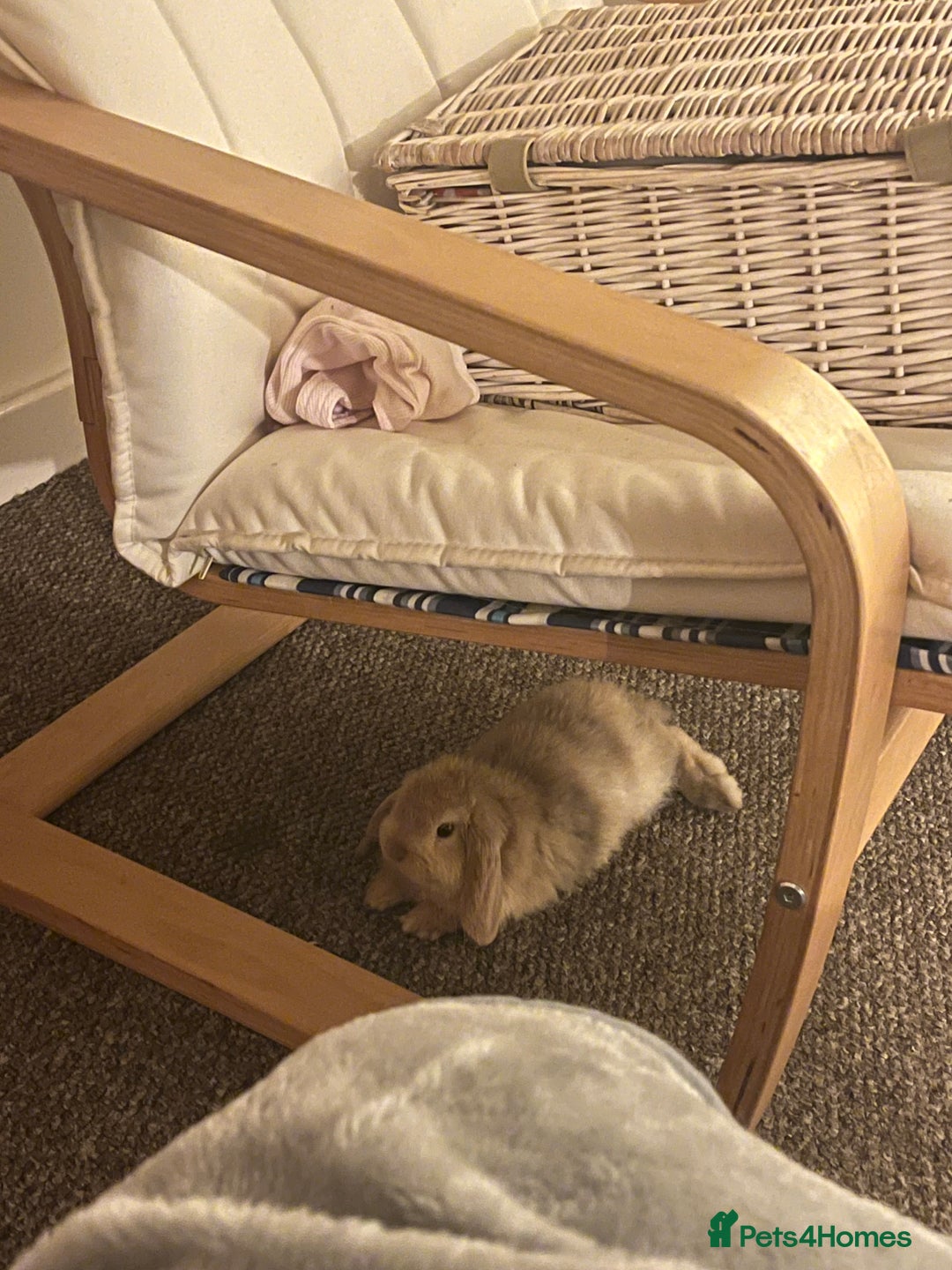 Mini Lop rabbits for sale: Apricot Mini Lop - Advert 3