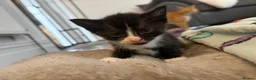 Mixed Breed cats for sale: KITTENS FOR SALE BRYNMAWR  in Ebbw Vale - Advert 5