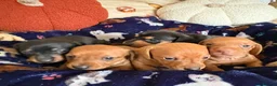 Miniature Dachshund dogs for sale: Kc reg 5 mini dachshund for sale  - Advert 17