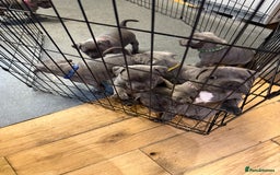 Staffordshire Bull Terrier dogs for sale: Stunning Blue Pure Bred Staffie Puppies - Image 3