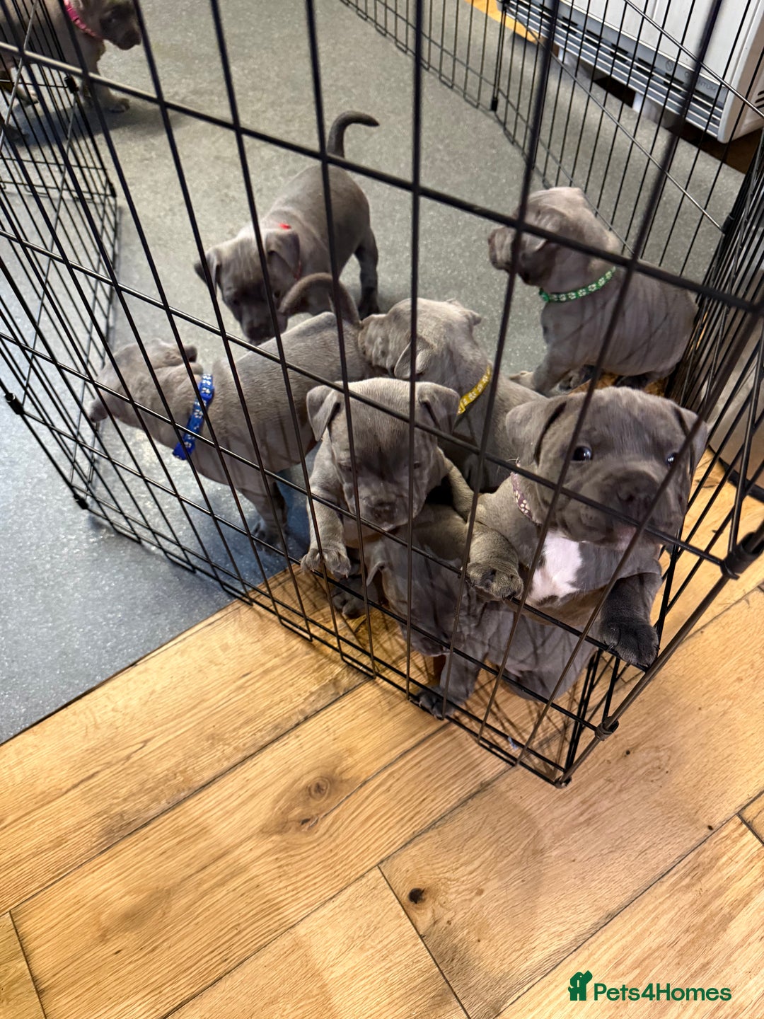 Staffordshire Bull Terrier dogs for sale: Stunning Blue Pure Bred Staffie Puppies - Image 3