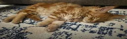 Maine Coon cats for sale: Five Beautiful Maine Coon Kittens - Advert 22