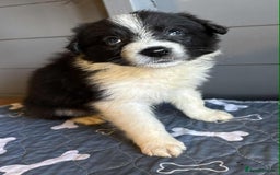 Border Collie dogs for sale: Stunning Border Collie Puppies - Image 8