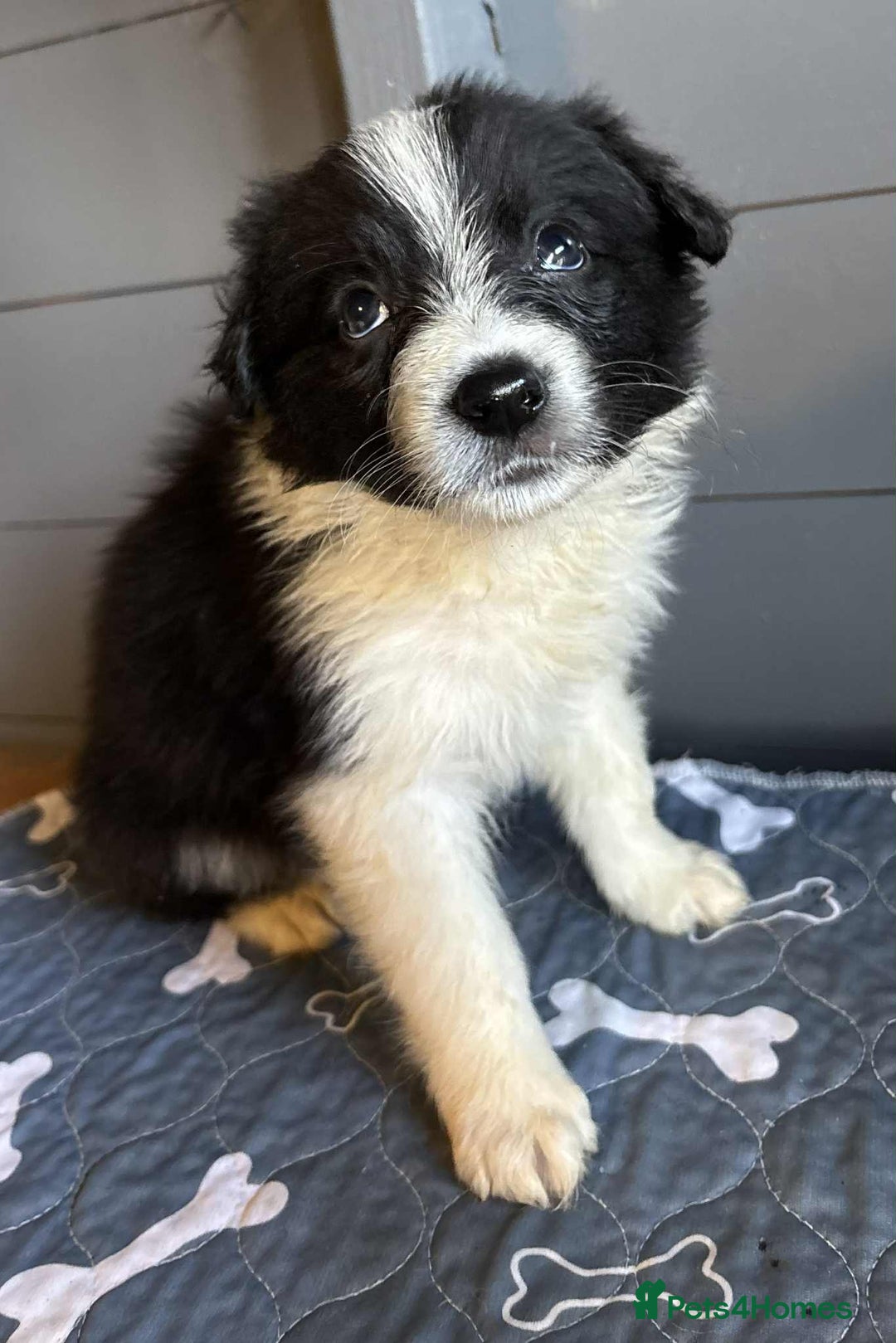 Border Collie dogs for sale: Stunning Border Collie Puppies - Image 8