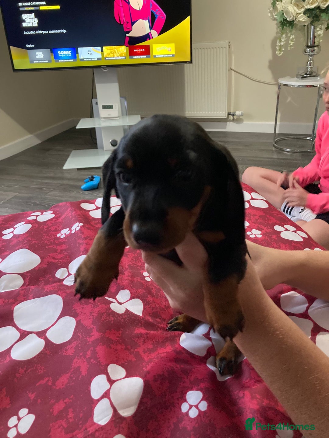 Dachshund dogs for sale: Dachshund Girl Puppies Absolutely Gorgeous  - Image 6