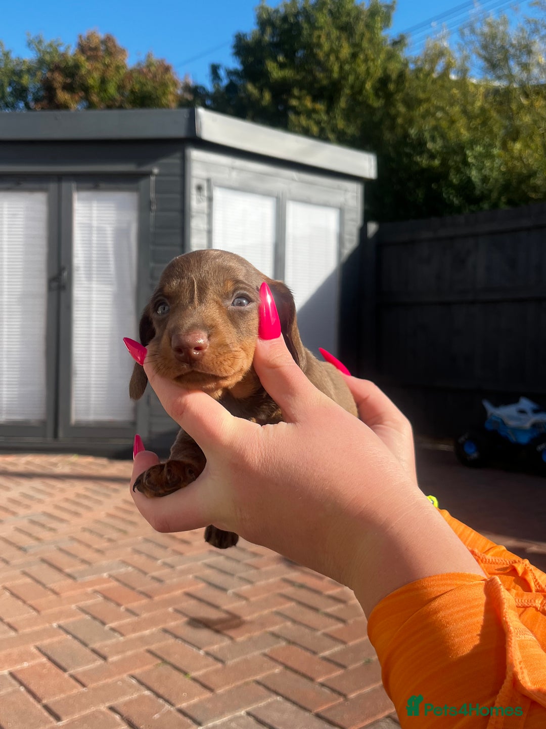 Dachshund dogs for sale: Beautiful Male Dachshunds 🐶  - Image 9