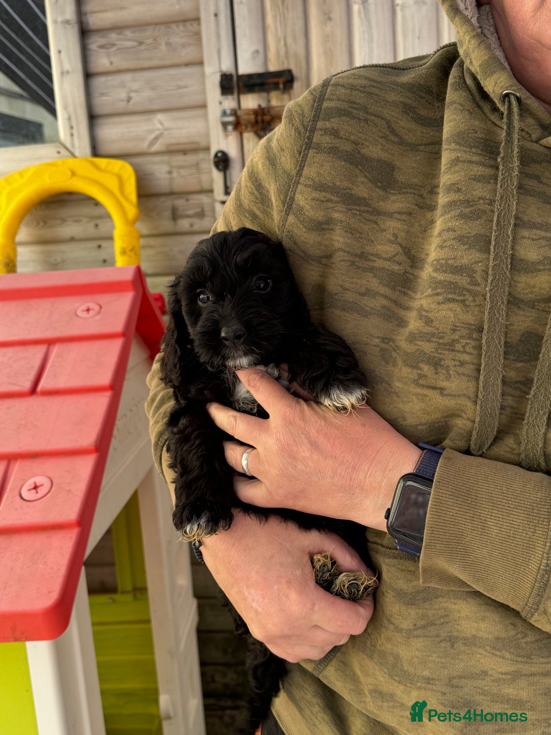 Sproodle dogs for sale: F1 Sproodles for Sale - Image 24